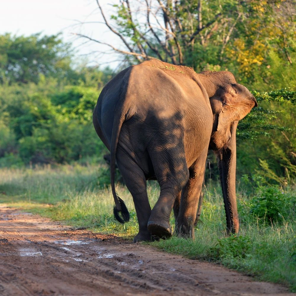 Sri Lanka Yala safari udawalawa safari tourist destination - Ceylon guiders