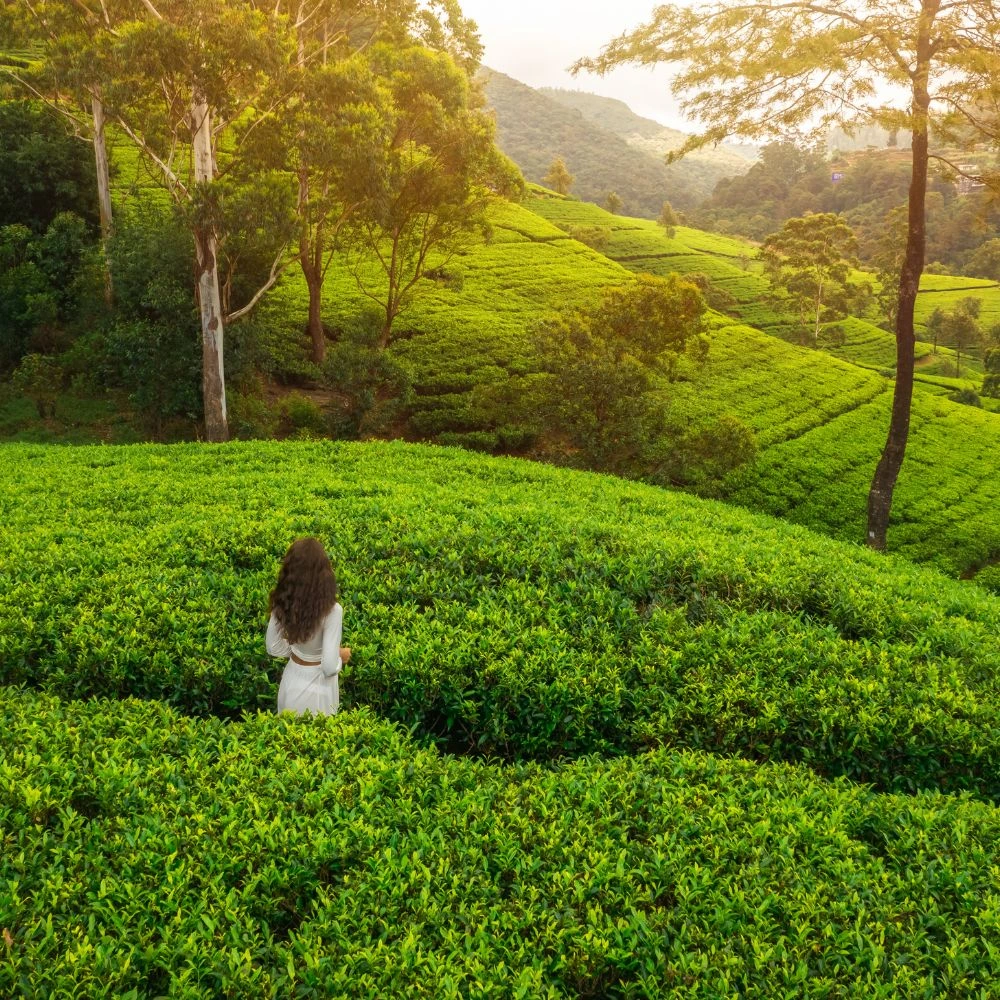 Sri Lanka Tea estate tourist destination - Ceylon guiders