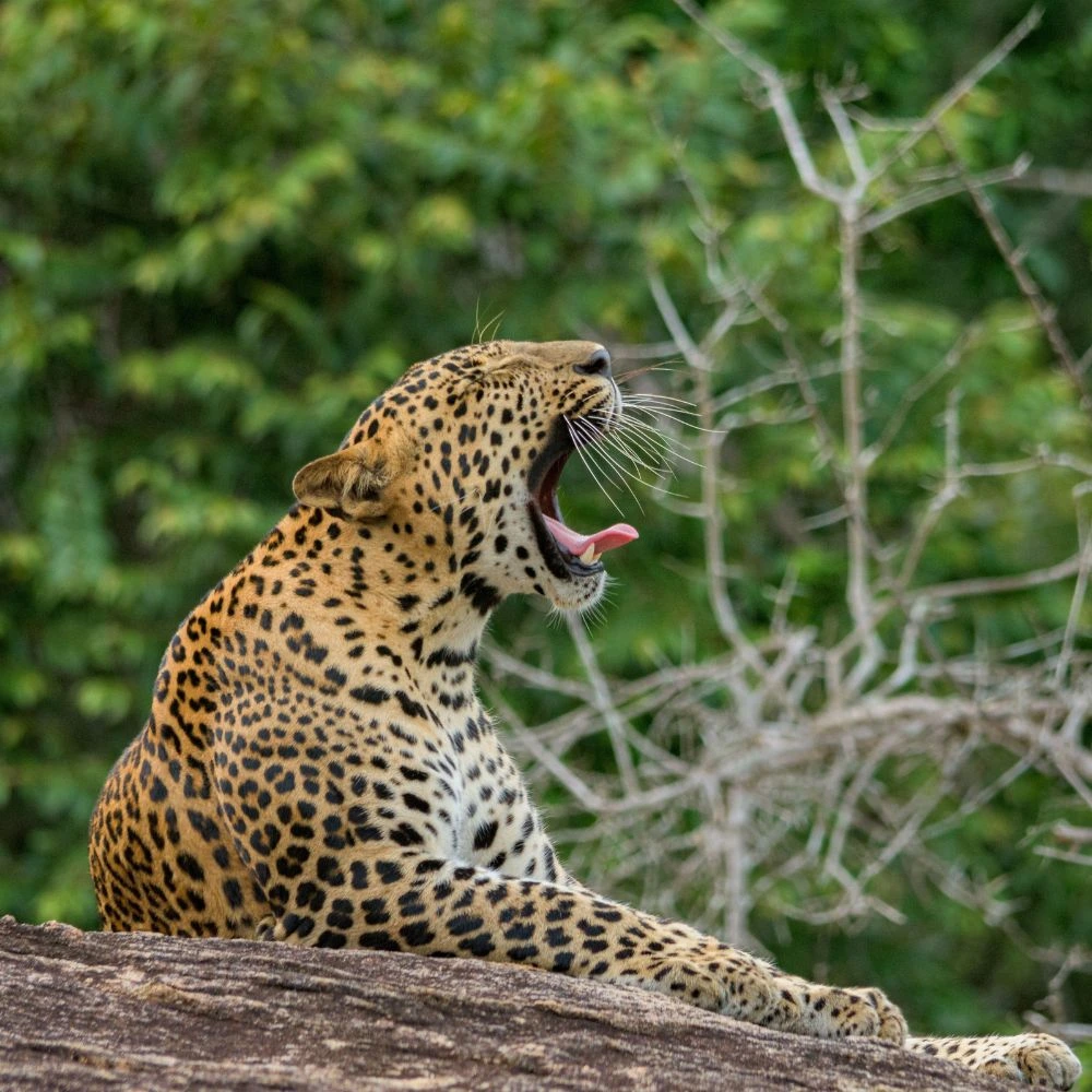 Sri Lanka Yala safari udawalawa safari tourist destination - Ceylon guiders