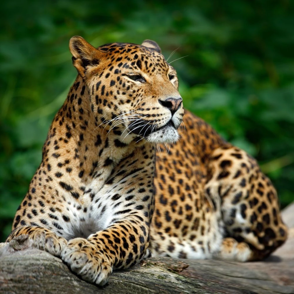 Sri Lanka Yala safari udawalawa safari tourist destination - Ceylon guiders